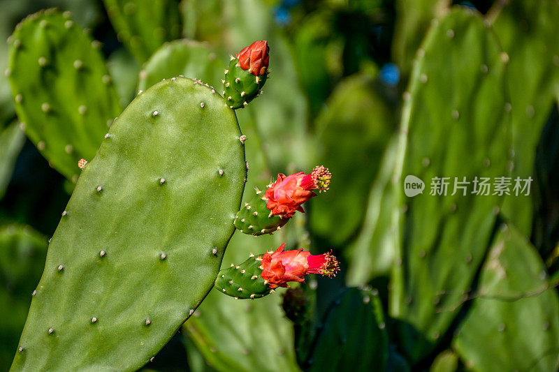 仙人掌花，棕榈树(Opuntia cochenillifer)在Limoeiro，伯南布哥，巴西